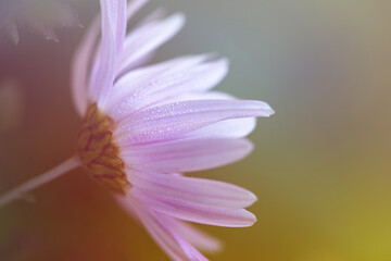 chrysanthemum petals in drops of morning dew, autumn flowers