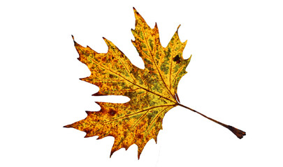 autumn leaf leaves falling one isolated for background