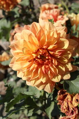 Beautiful yellow Dahlia garden flower