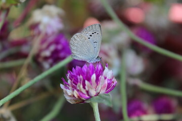 Butterfly or Moth setting on a globe amaranth flower