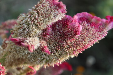 Celosia argentea, Crested cock's comb or the Feather Celosia 