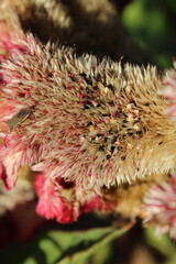 Celosia argentea, Crested cock's comb or the Feather Celosia 