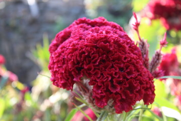 Celosia argentea, Crested cock's comb or the Feather Celosia 