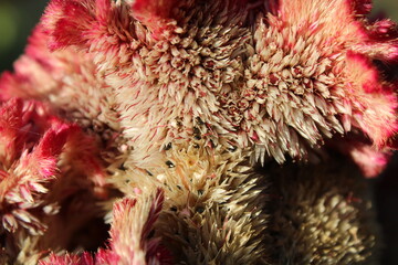 Celosia argentea, Crested cock's comb or the Feather Celosia 