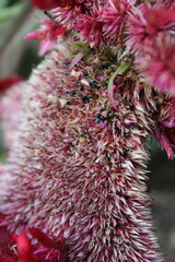 Celosia argentea, Crested cock's comb or the Feather Celosia 