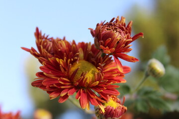 chrysanth, shardy garden mum or the chrysanthemum buds and flowers