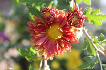 chrysanth, shardy garden mum or the chrysanthemum buds and flowers
