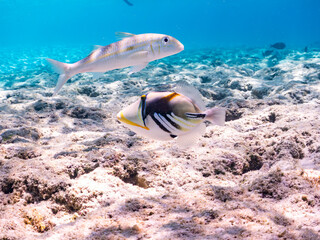 Fototapeta premium ムラサメモンガラ, Lagoon triggerfish. Picassofish, Rhinecanthus aculeatus, モンガラカワハギ科, Humuhumunukunukuapua’a, ギンガメアジ, Bigeye Trevally, Caranx sexfasciatus, アジ科, モンツキアカヒメジ, Yellowstripe goatfish, ヒメジ科,美しいサンゴ礁