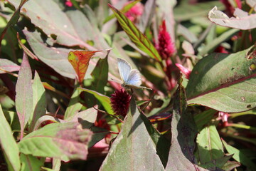 Hairstreaks, Sorrel Sapphire or Heliophorus sena setting on Celosia Argentea flower