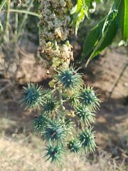 Ricinus communis, spiky seed pods or the Caster Bean oil plant seed heads or buds
