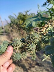 Ricinus communis, spiky seed pods or the Caster Bean oil plant seed heads or buds