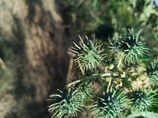 Ricinus communis, spiky seed pods or the Caster Bean oil plant seed heads or buds