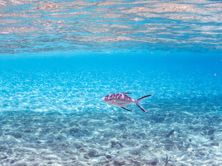 半水面撮影.
コバンアジ, Small spotted dart, Trachinotus baillonii,...