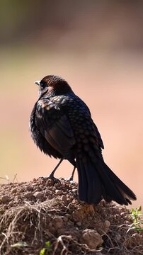 Small Black Bird on Sunlit Earthen Mound. Bird with Chestnut Highlights and Fanned Tail. Serene Wildlife Photography in Natural Habitat.