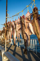 &nbsp;Cod from the fishing village