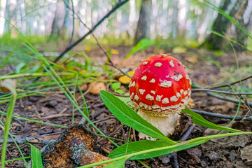 fly agaric in the forest in its natural habitat