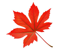 Vibrant red maple leaf with green vein creates beautiful autumn feeling
