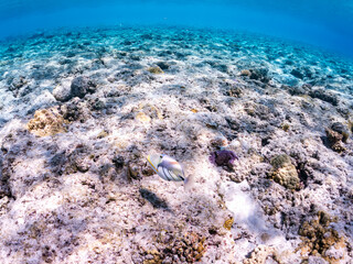 ムラサメモンガラ, Lagoon triggerfish. Picassofish, Rhinecanthus aculeatus, モンガラカワハギ科, 美しいサンゴ礁と熱帯魚の群れ。
嘉比島沖縄県
島尻郡慶良間諸島座間味島-2025
サンゴの産卵があり卵が漂う。沖縄本島から40km西方の諸島。30以上の島嶼群全体が国立公園に指定。珊瑚礁の青い海と白い砂浜は世界屈指の美。貴重な動植物が多数生息。