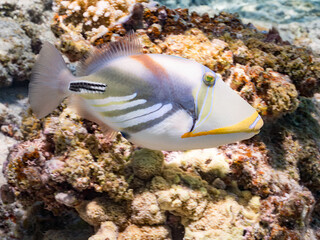 ムラサメモンガラ, Lagoon triggerfish. Picassofish, Rhinecanthus aculeatus, モンガラカワハギ科, 美しいサンゴ礁と熱帯魚の群れ。
嘉比島沖縄県
島尻郡慶良間諸島座間味島-2025
サンゴの産卵があり卵が漂う。沖縄本島から40km西方の諸島。30以上の島嶼群全体が国立公園に指定。珊瑚礁の青い海と白い砂浜は世界屈指の美。貴重な動植物が多数生息。