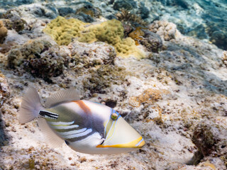 ムラサメモンガラ, Lagoon triggerfish. Picassofish, Rhinecanthus aculeatus, モンガラカワハギ科, 美しいサンゴ礁と熱帯魚の群れ。
嘉比島沖縄県
島尻郡慶良間諸島座間味島-2025
サンゴの産卵があり卵が漂う。沖縄本島から40km西方の諸島。30以上の島嶼群全体が国立公園に指定。珊瑚礁の青い海と白い砂浜は世界屈指の美。貴重な動植物が多数生息。