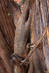 Closeup of a trunk of a Utah juniper, Juniperus osteosperma, in Sedona, Arizona.
