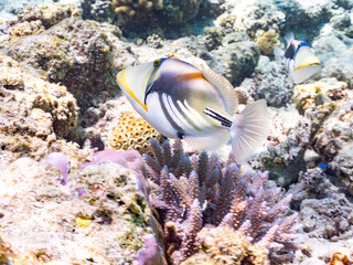 ムラサメモンガラ, Lagoon triggerfish. Picassofish, Rhinecanthus aculeatus, モンガラカワハギ科, 美しいサンゴ礁と熱帯魚の群れ。
嘉比島沖縄県
島尻郡慶良間諸島座間味島-2025
サンゴの産卵があり卵が漂う。沖縄本島から40km西方の諸島。30以上の島嶼群全体が国立公園に指定。珊瑚礁の青い海と白い砂浜は世界屈指の美。貴重な動植物が多数生息。