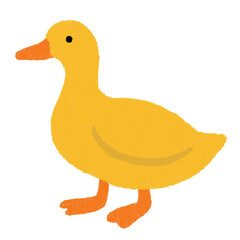 yellow duck isolated