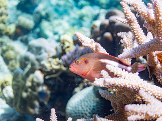 メガネゴンベ, Ringeyed hawkfish, Paracirrhites arcatus, ゴンベ科,
美しいサンゴ礁と熱帯魚の群れ。
嘉比島沖縄県
島尻郡慶良間諸島座間味島-2025
サンゴの産卵があり卵が漂う。沖縄本島から40km西方の諸島。30以上の島嶼群全体が国立公園に指定。珊瑚礁の青い海と白い砂浜は世界屈指の美。貴重な動植物が多数生息。
