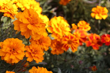 Marigold or the Tagetes Erecta yellow flower