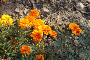Marigold or the Tagetes Erecta yellow flower