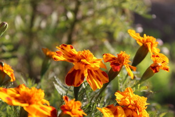Marigold or the Tagetes Erecta yellow flower