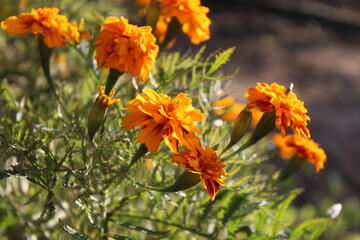 Marigold or the Tagetes Erecta yellow flower