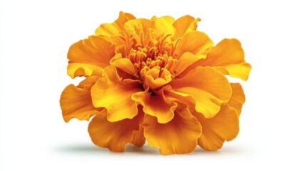 Bright orange cempasuchil flower stands out against a clean white background showcasing vibrant petals and intricate textures, perfect for celebrating Mexican traditions and culture