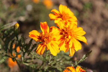 Marigold or the Tagetes Erecta yellow flower
