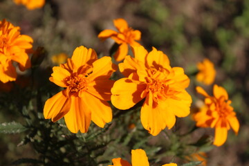 Marigold or the Tagetes Erecta yellow flower