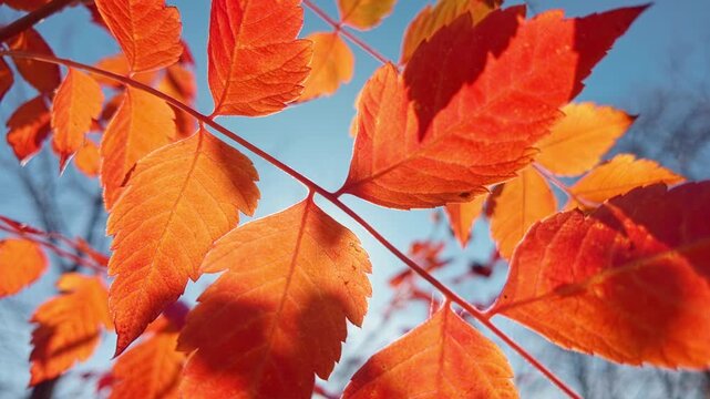 Close-up of bright orange leaves of Golden Rain tree swaying in autumn wind against blue sky. Red fall foliage on vivid autumn day, backlit by sunlight. Natural scene of golden autumn.
