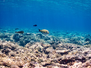 ニジハギyg, Lined surgeonfish juvenile, Striped surgeonfish, Acanthurus lineatus, ニザダイ科、
美しいサンゴ礁と熱帯魚の群れ。
嘉比島沖縄県
島尻郡慶良間諸島座間味島-2025
サンゴの産卵があり卵が漂う。沖縄本島から40km西方の諸島。30以上の島嶼群全体が国立公園に指定。珊瑚礁の青い海と白い砂浜は世界屈指の美。