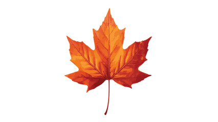 Autumn Maple Leaf on White Background Close Up Illustration of Fall Season with Vibrant Orange and Red Colors Detail Veins and Texture Nature and Symbol of Canada