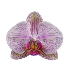 Delicate pink and purple striped orchid flower with intricate details isolated on transparent background