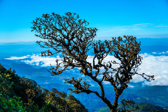 lonely tree in the blue sky