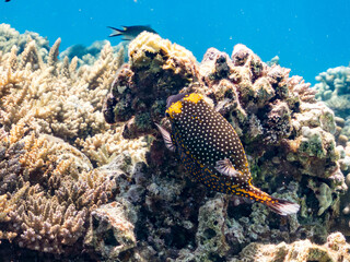 美しいクロハコフグ, Whitespotted boxfish, Ostracion meleagris, ハコフグ科,
美しいサンゴ礁と熱帯魚の群れ。
嘉比島沖縄県
島尻郡慶良間諸島座間味島-2025
サンゴの産卵があり卵が漂う。沖縄本島から40km西方の諸島。30以上の島嶼群全体が国立公園に指定。珊瑚礁の青い海と白い砂浜は世界屈指の美。貴重な動植物が多数生息。
