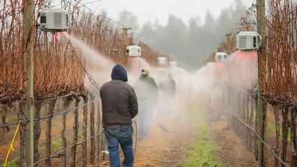 Side view medium shot of vineyard staff monitoring temperature and activating heaters strategically to maintain optimal warmth and protect vines from frost conditions. - Powered by Adobe