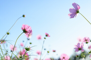 Beautiful pink cosmos flowers reaching towards a clear blue sky, gently backlit by the sun. Ideal background for seasonal autumn themes.