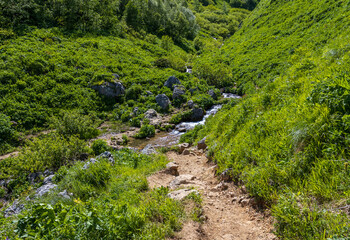High-altitude meadows with flowers and green vegetation during the summer and autumn seasons