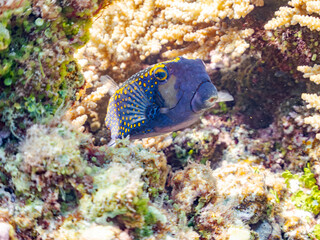 美しいクロハコフグ, Whitespotted boxfish, Ostracion meleagris, ハコフグ科,
美しいサンゴ礁と熱帯魚の群れ。
嘉比島沖縄県
島尻郡慶良間諸島座間味島-2025
サンゴの産卵があり卵が漂う。沖縄本島から40km西方の諸島。30以上の島嶼群全体が国立公園に指定。珊瑚礁の青い海と白い砂浜は世界屈指の美。貴重な動植物が多数生息。
