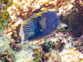 美しいクロハコフグ, Whitespotted boxfish, Ostracion meleagris, ハコフグ科,
美しいサンゴ礁と熱帯魚の群れ。
嘉比島沖縄県
島尻郡慶良間諸島座間味島-2025
サンゴの産卵があり卵が漂う。沖縄本島から40km西方の諸島。30以上の島嶼群全体が国立公園に指定。珊瑚礁の青い海と白い砂浜は世界屈指の美。貴重な動植物が多数生息。
