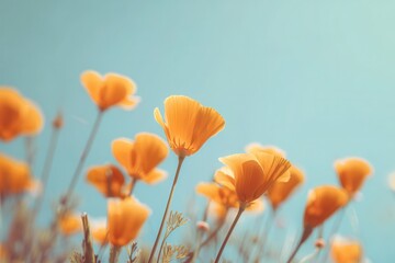 Obraz premium California Poppies Blooming Against a Soft Blue Sky