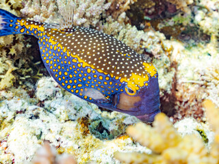 美しいクロハコフグ, Whitespotted boxfish, Ostracion meleagris,...