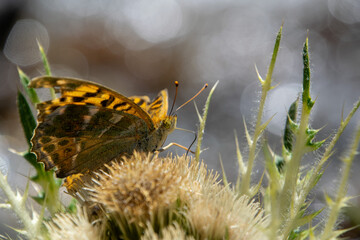 Vibrant orange butterfly resting on alpine thistle along the Tour du Mont Blanc