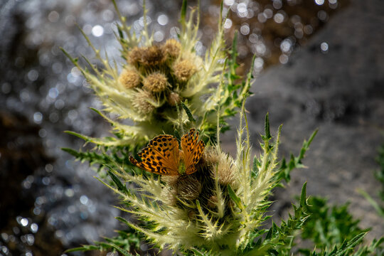 Detailed close-up of orange butterfly feeding on mountain wildflower